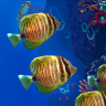 Ocean Aquarium 1.1