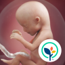 Pregnancy App & Baby Tracker 5.07.0 (Android 8.0+)