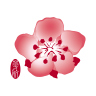 China Airlines App 21.05.1 (Android 5.0+)